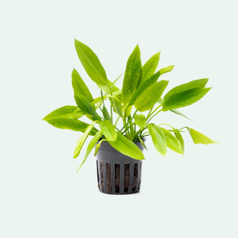 Echinodorus Ozelot Narrow Mini