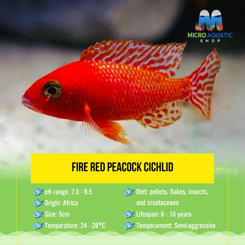 Fire Red Peacock Cichlid 5cm 1 peacock 5cm