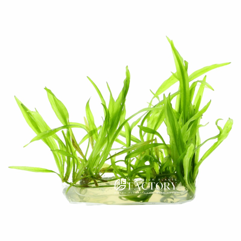 Helanthium Quadricostatus (Echinodorus) Vitro Culture