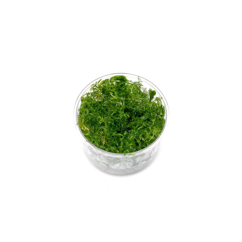 Myriophyllum Elatinoides ‘Snowflake’ UNS Tissue Culture