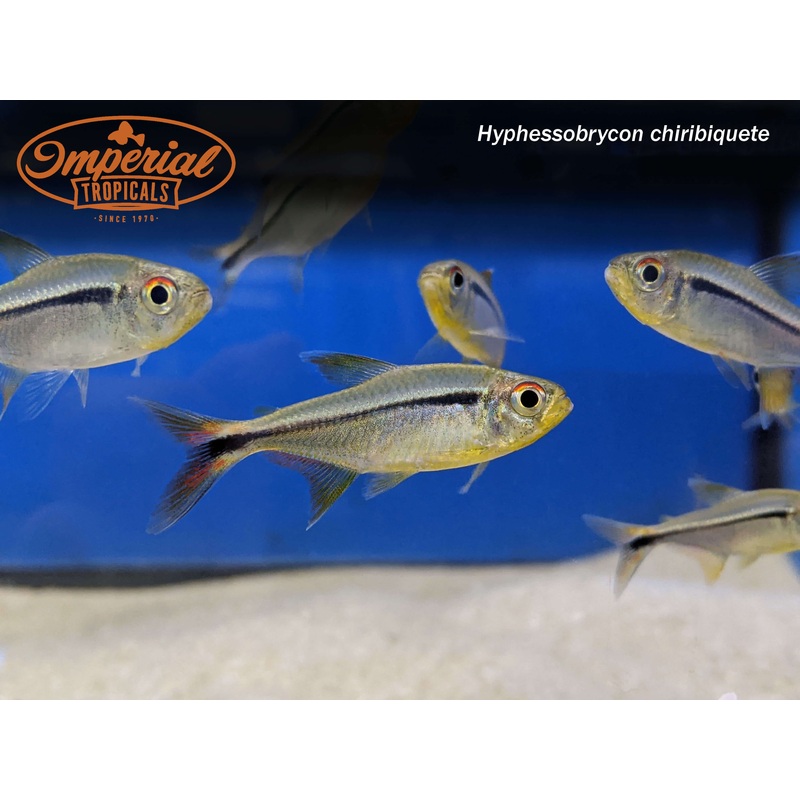 Red Fin Flag Tetra 1-2″ Unsexed