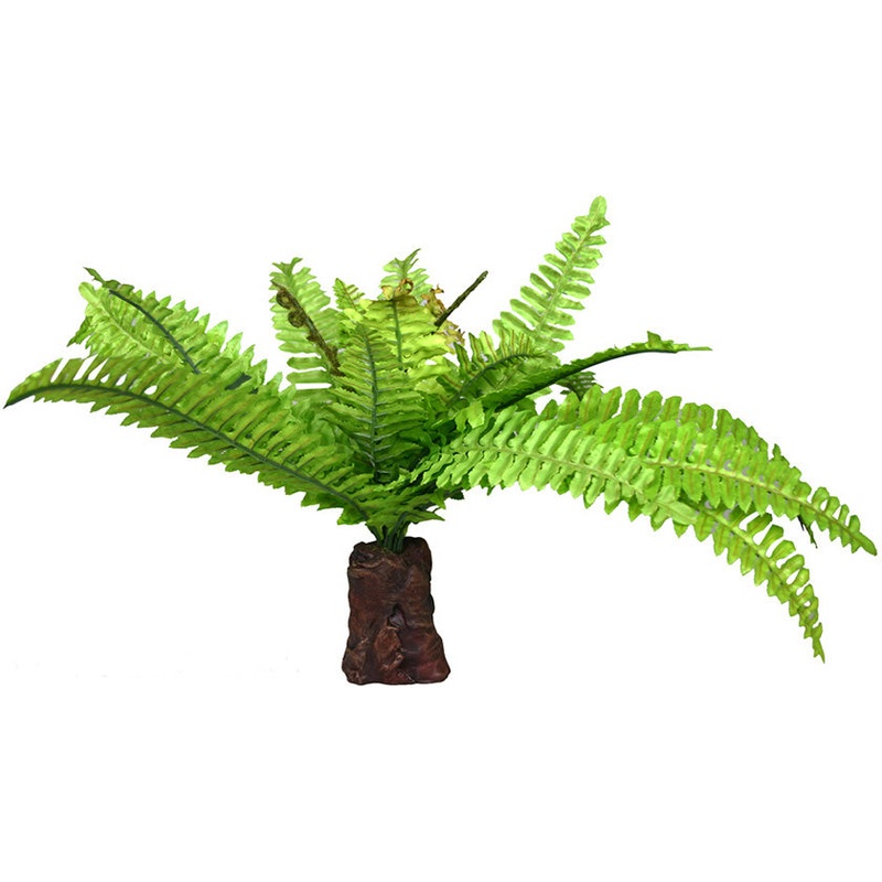 Reptile One Fern On Rock Medium