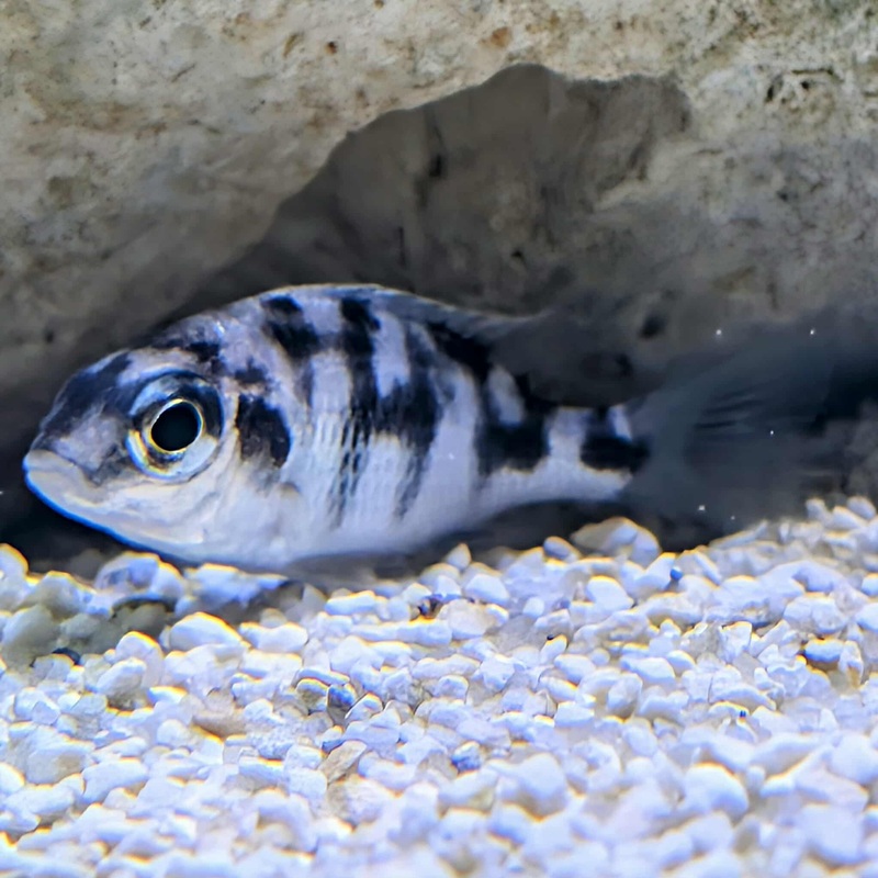 Taiwan Reef Cichlid