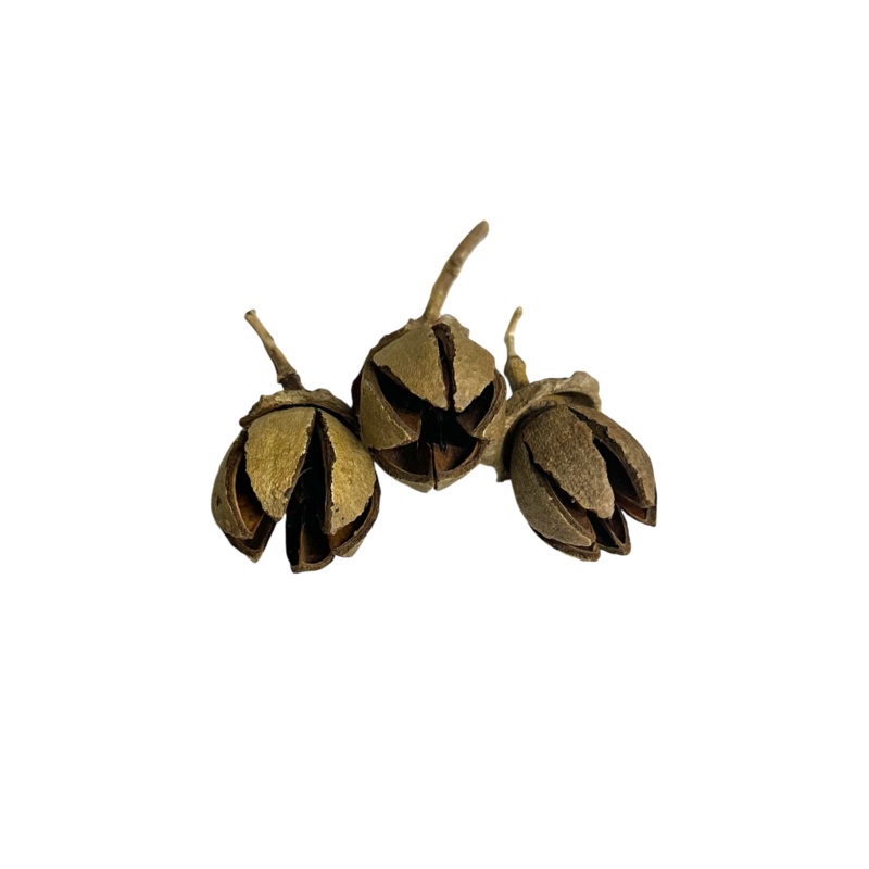 Ala Pods
