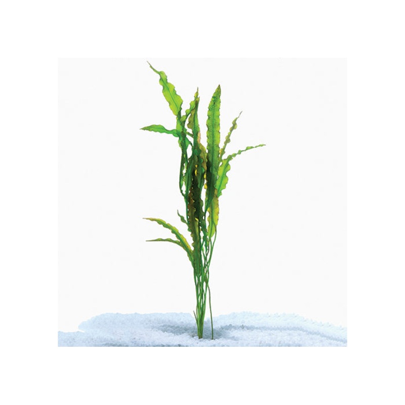 Aponogeton Crispus 20-30cm