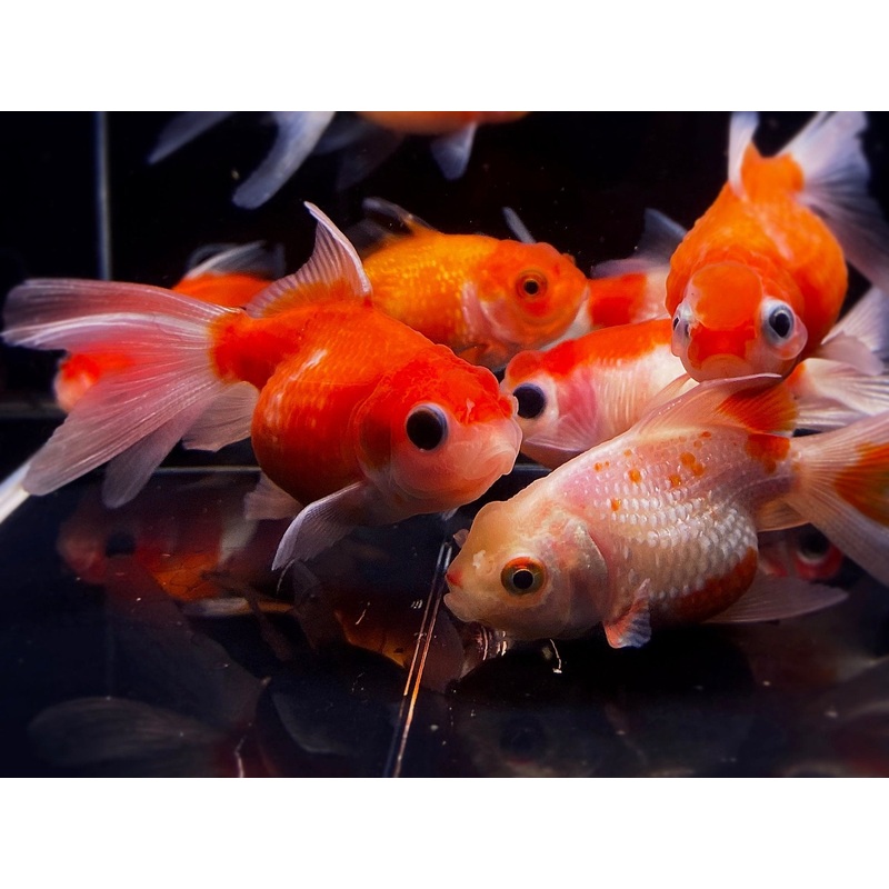 Assorted Pearlscale Goldfish  2 – 2.5″