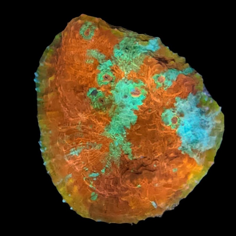 Maricultured Chalice Coral assorted colony Small