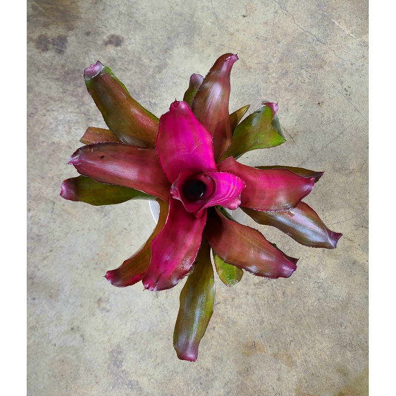 Neoregelia “Lila”