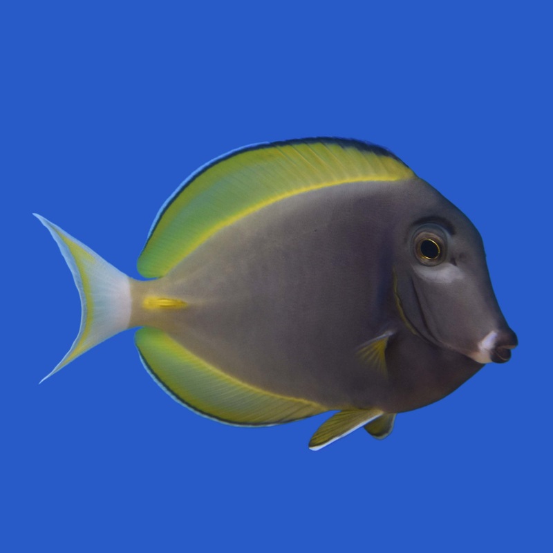 Powder Blue Hybrid Tang Small (under 3 inch)