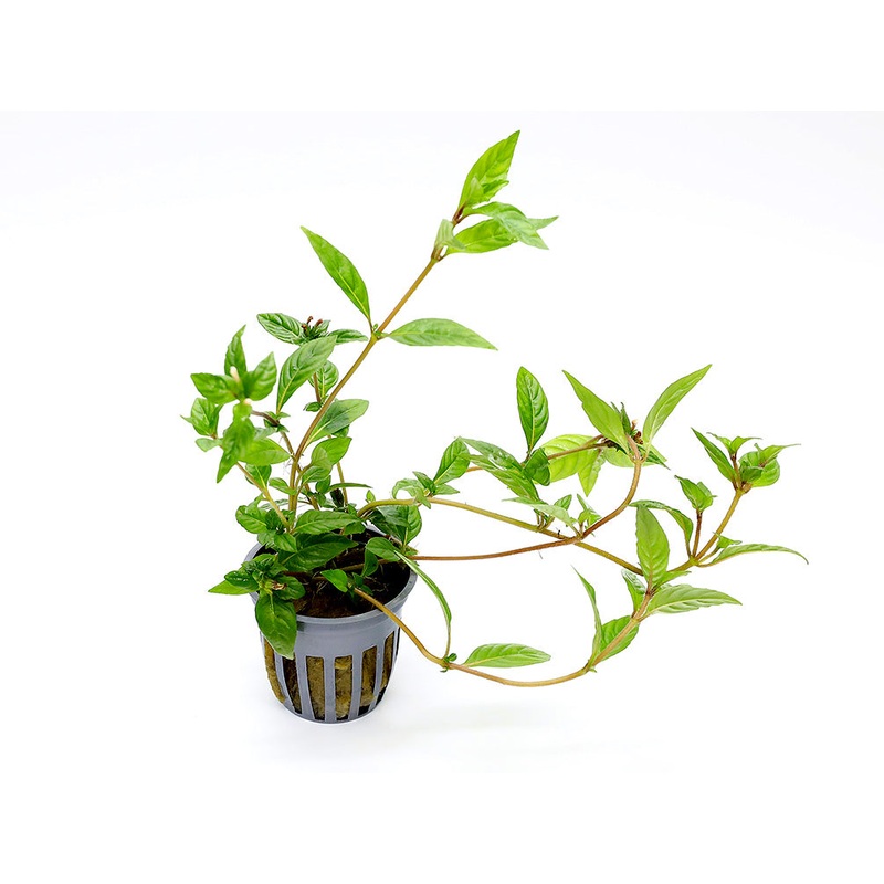 Staurogyne sp. Porto Velho Plant  Potted 1 Pot
