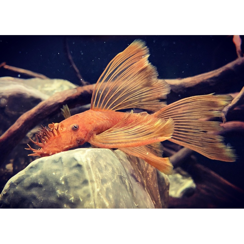 Super Red Bristlenose – Longfin – Special 4 for $390 3-5cm