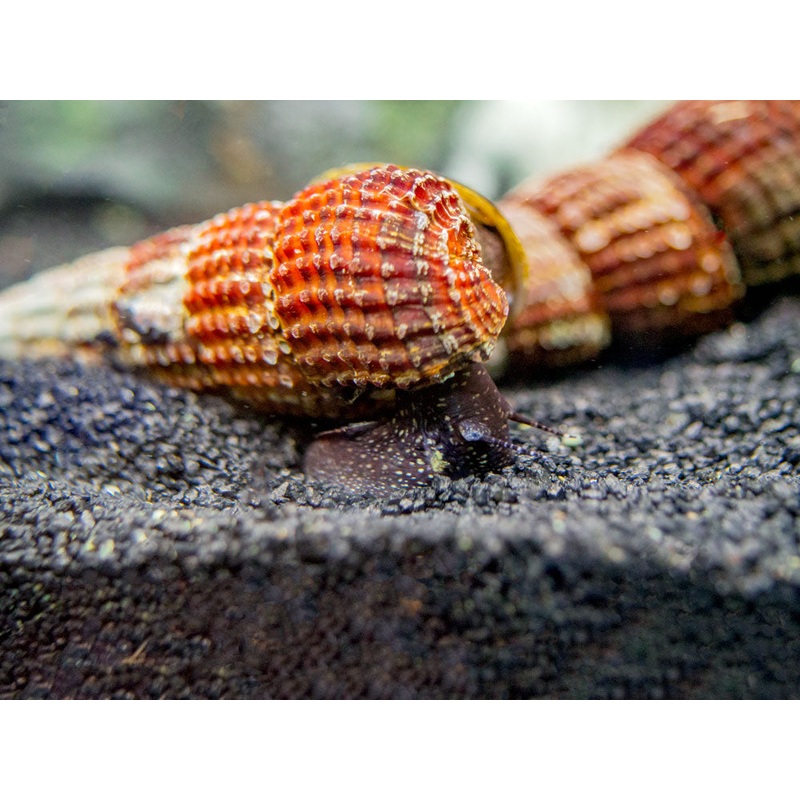 White Spotted Towuti Giant Sulawesi Rabbit Snail (Tylomelania towutensis) 1 Snail