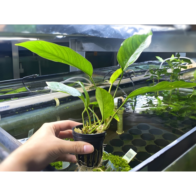 Anubias Nangi – Potted Plant