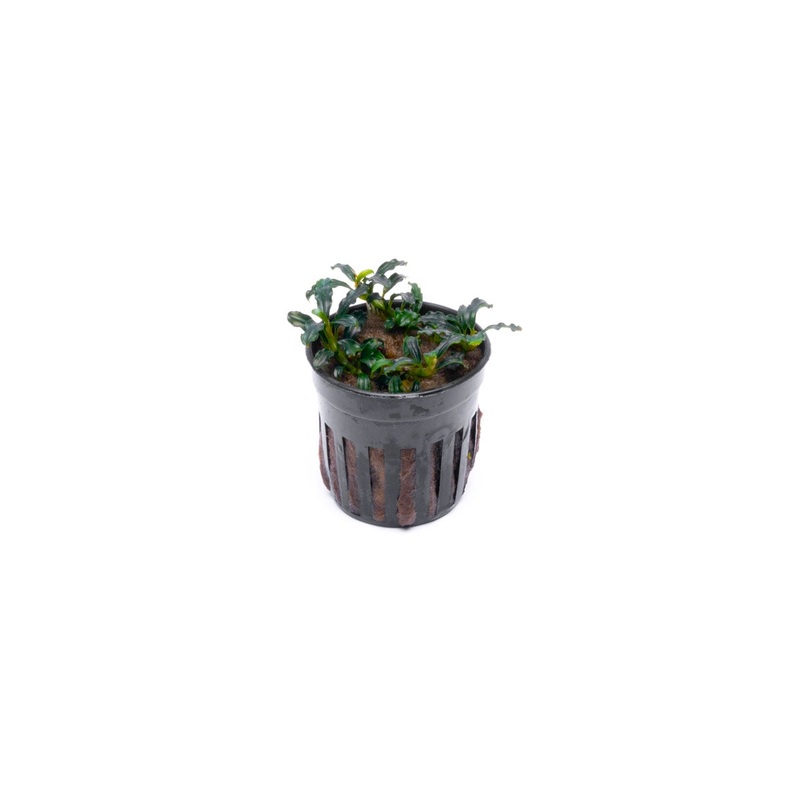 Bucephalandra Brownie Adinda