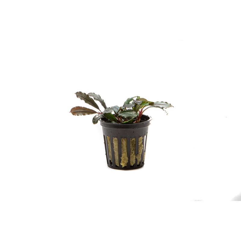 Bucephalandra Kedagang Round Plant (10+ Leaves)