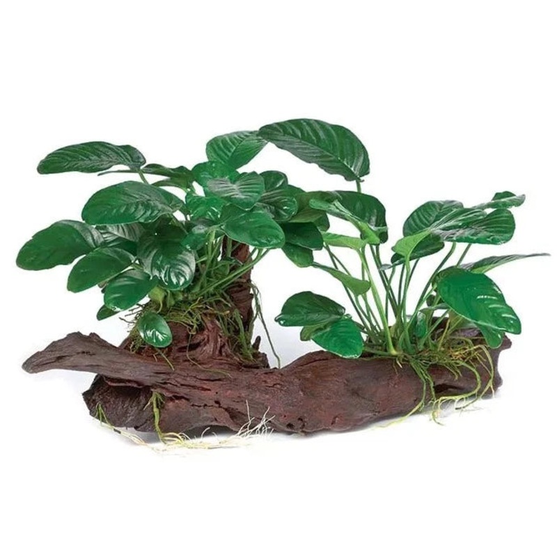 Double Assorted Anubias Driftwood Creation Large