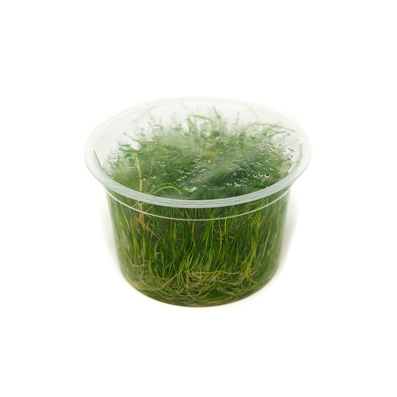 Dwarf Hairgrass (Eleocharis parvula) Tissue Culture 1 Tissue Culture Cup