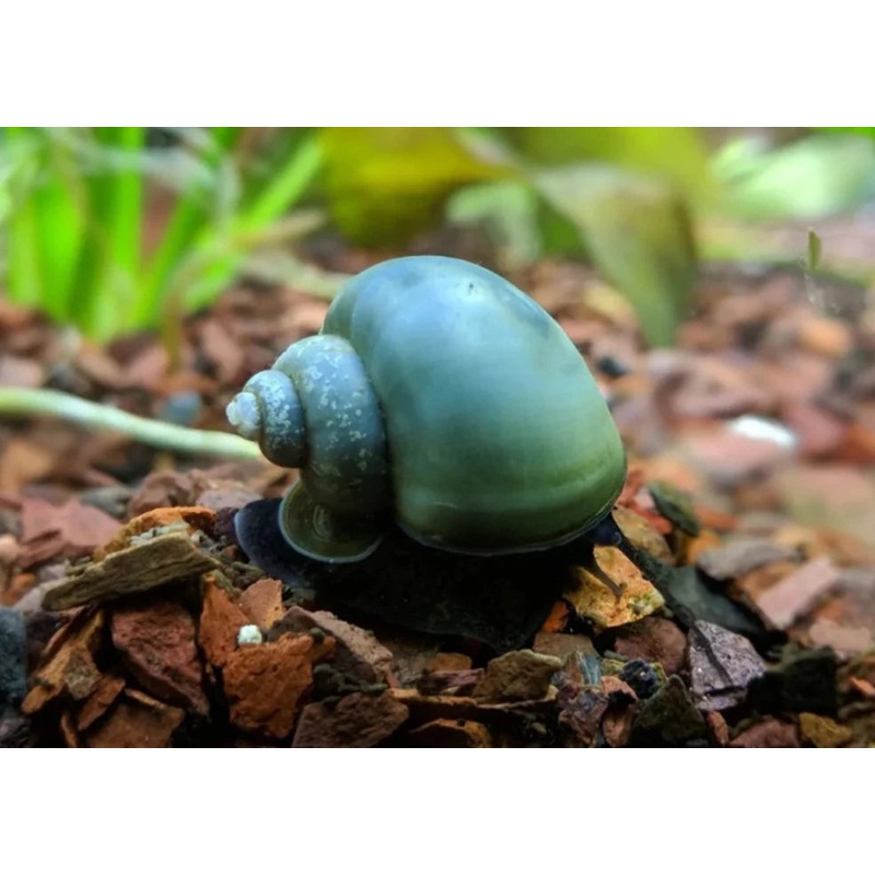 Mystery Snail – Blue 1.5-3cm