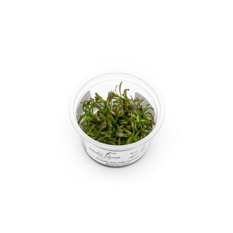 Rotala Florida Sunset Aquatic Farmer Tissue Culture