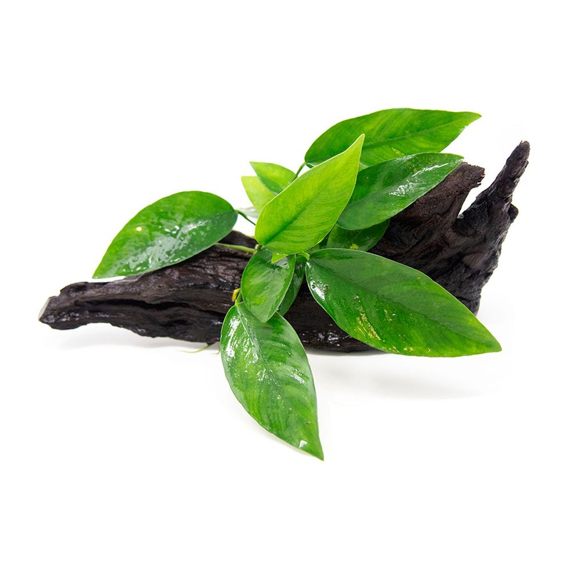 Anubias Frazeri on 6+ inch Driftwood 1 Plant on Driftwood
