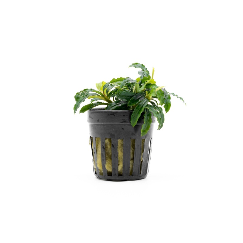 Bucephalandra Biblis Blue Sky (Farmed)