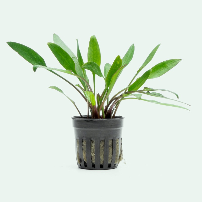 Cryptocoryne Lutea Tissue Culture