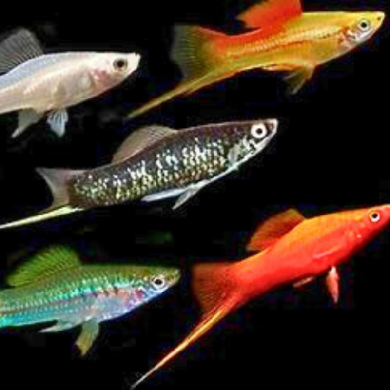 Mixed Swordtail 4 – 5 cm