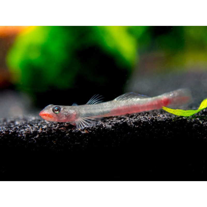 Red Lipstick Sicyopus Goby (Sicyopus rubicundus) 1 Fish