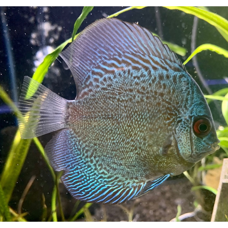 Blue Checkerboard Discus