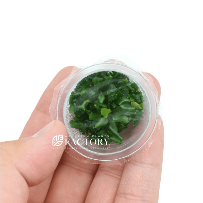 Bucephalandra Biblis Blue Sky – Small Vitro Culture Cup