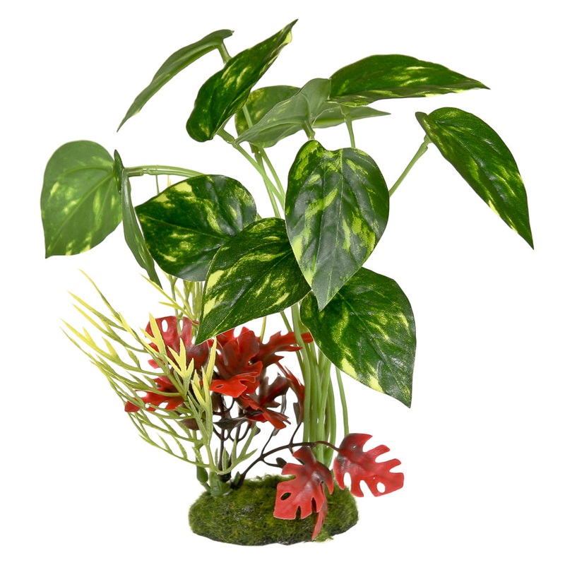 ColorBurst Florals Gravel Base Plant – Pothos Variegated Leaf Cluster 8 inches DISCO