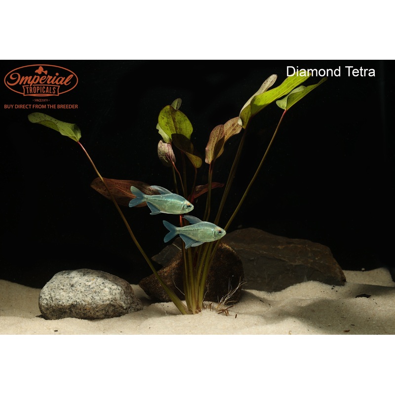Diamond Tetra (3 Pack) 1-2″ Unsexed