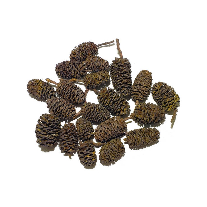 Giant Alder Cones 20 Count