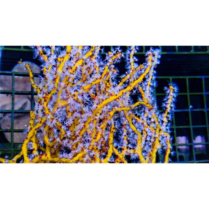 Gorgonian – Deepwater Yellow