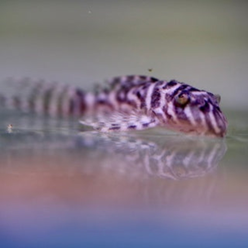 King Tiger Pleco X Large