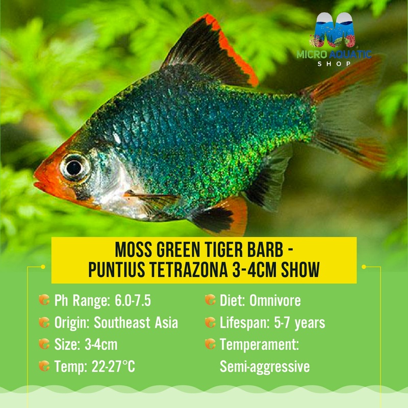 Moss Green Tiger Barb – Puntius tetrazona 4cm Show 1 pc
