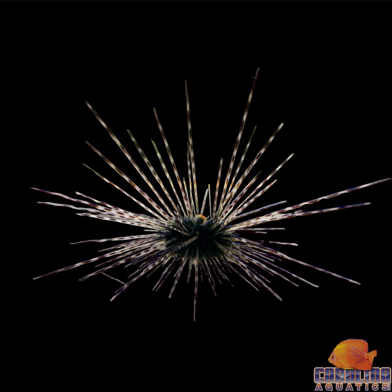 Urchin – Longspine