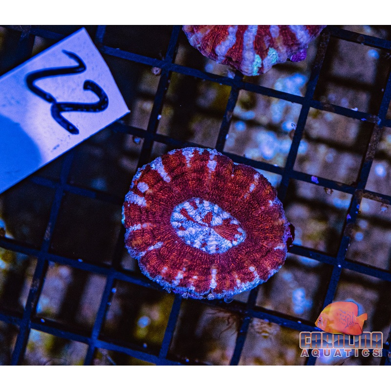 WYSIWYG 22 Button Scoly