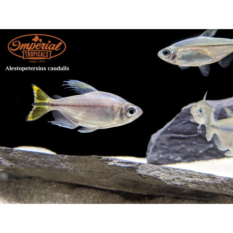Yellow Congo Tetra 1-2″ Unsexed