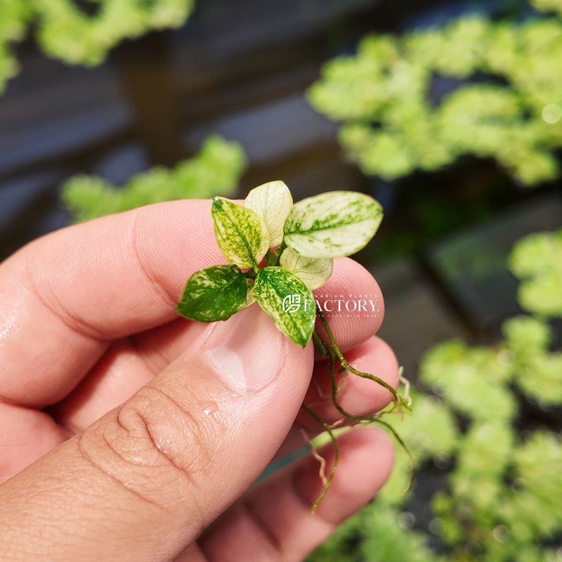 Anubias Pinto (Small Size) Bare-root Plants