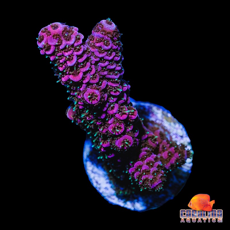 Frag – PC Rainbow Acropora