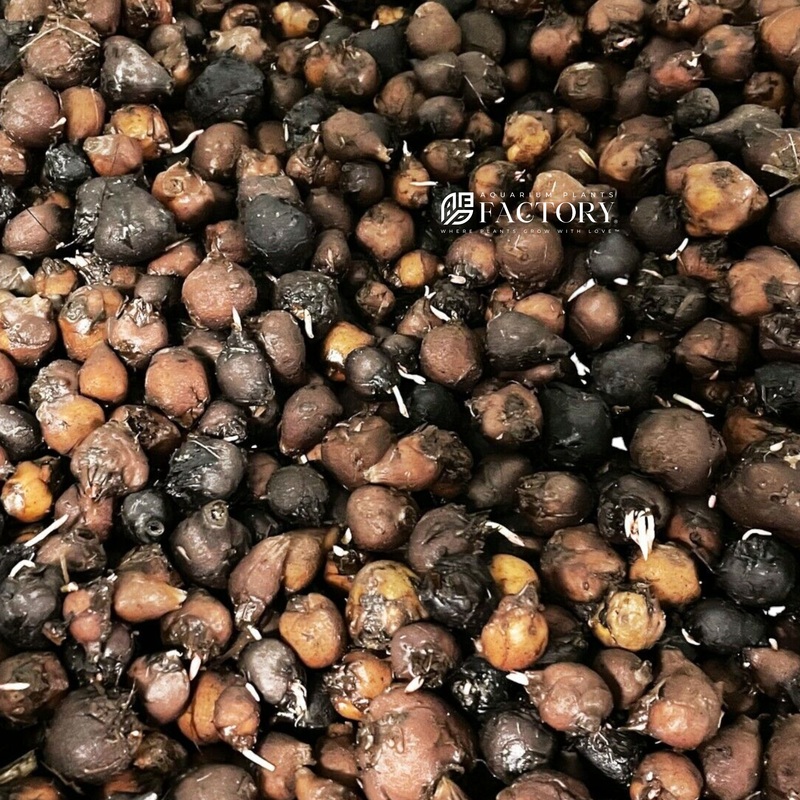 Red Tiger Lotus (Bulk Discount) 100 Bulbs