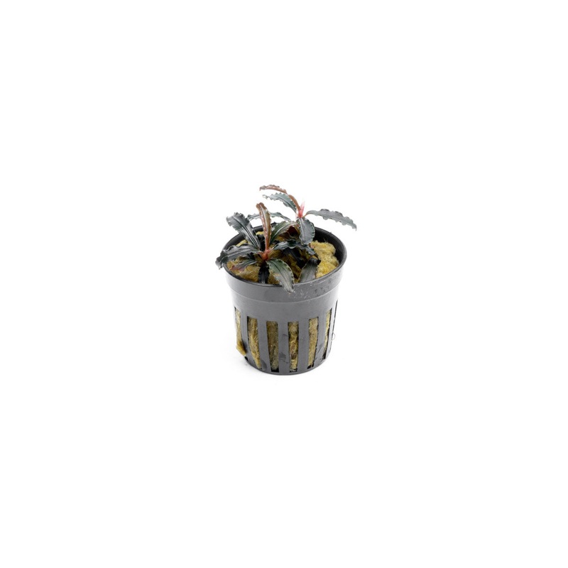 Bucephalandra Godzilla (Farmed) Pot