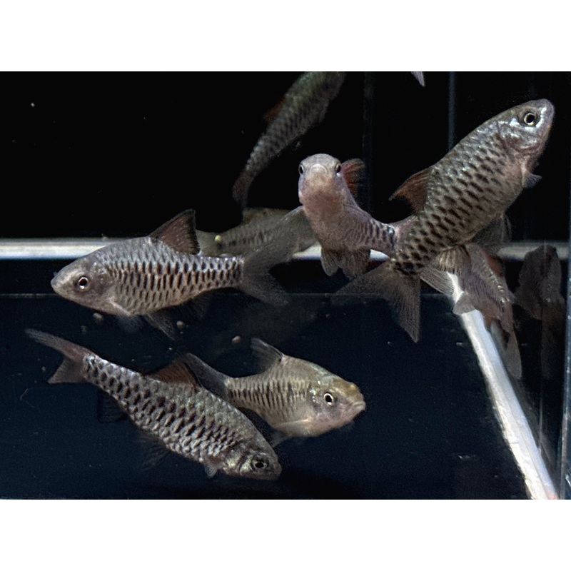 Checkered Barb