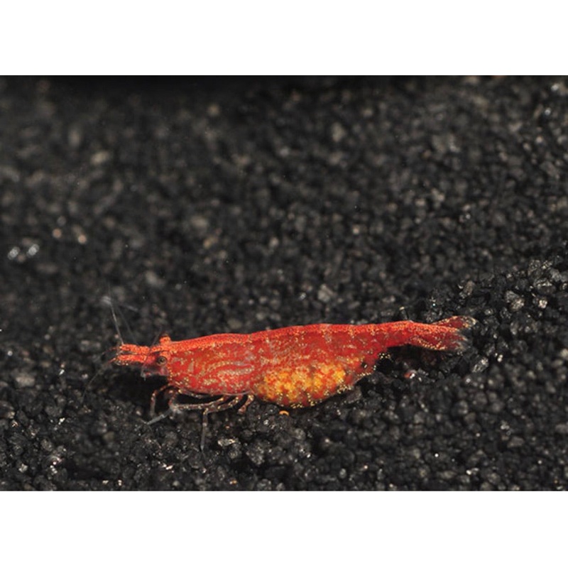 Red Cherry Shrimp