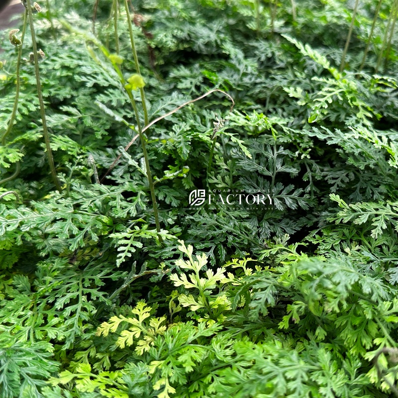 Bolbitis Difformis Bare-root Plants