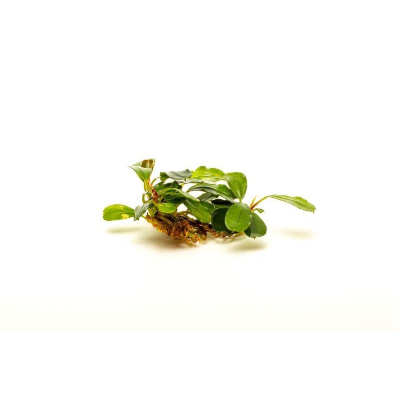 Bucephalandra Brownie Brown Plant (10+ Leaves)