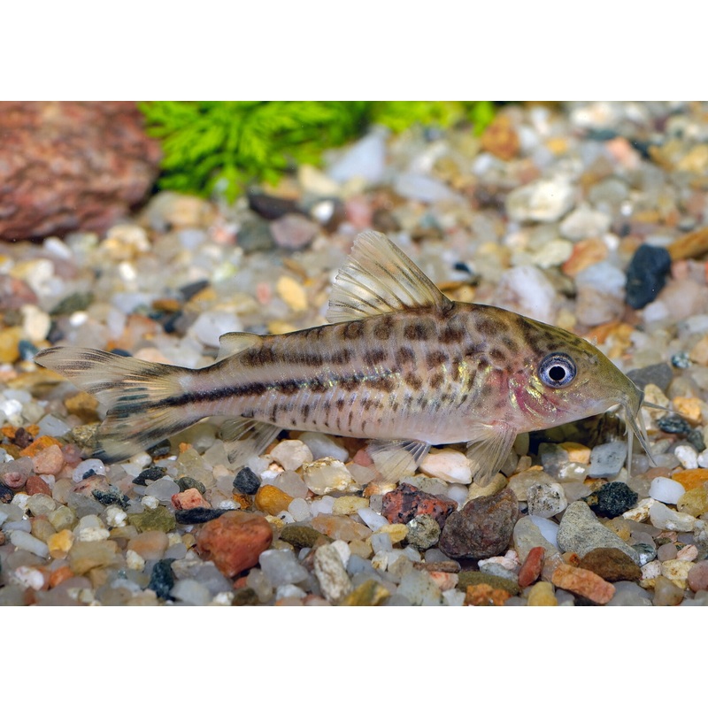 Corydoras Robinae 4cm