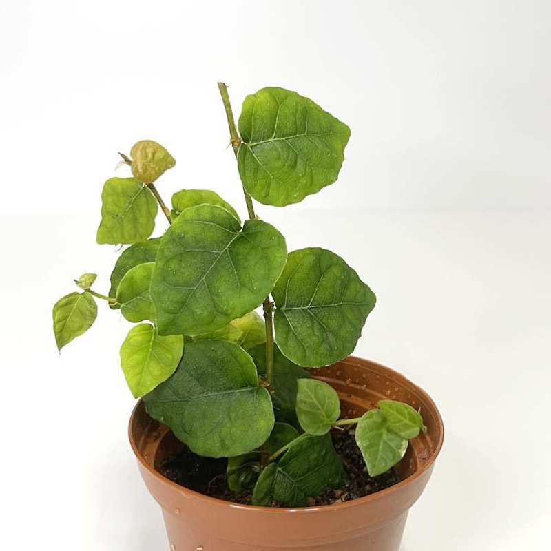 Ficus pumila / Creeping Fig – Terrarium Plant (NO GUARANTEE) Small