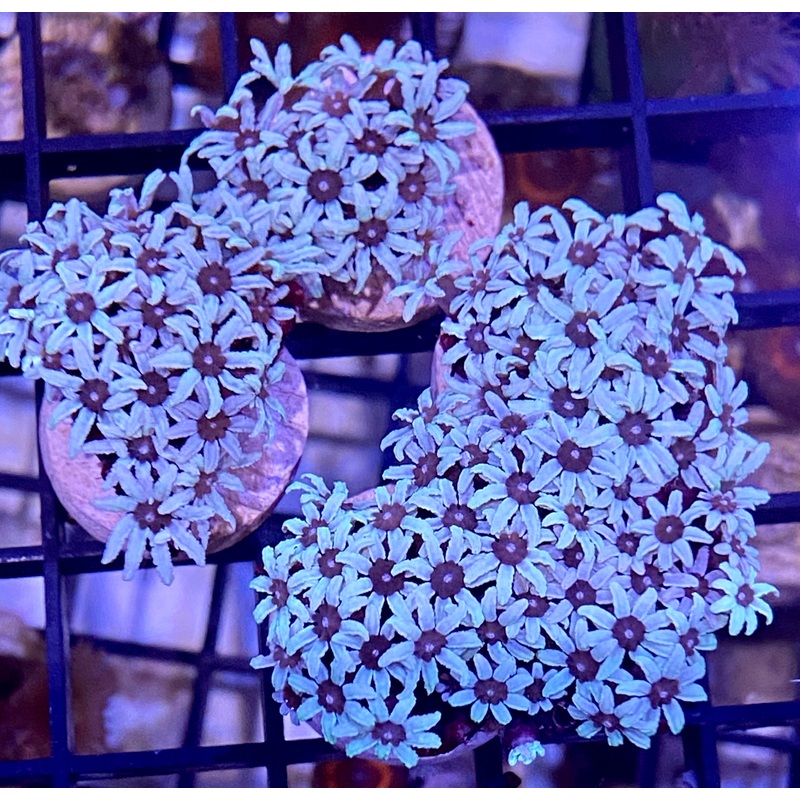 Frag – Pipe Organ Fiji White